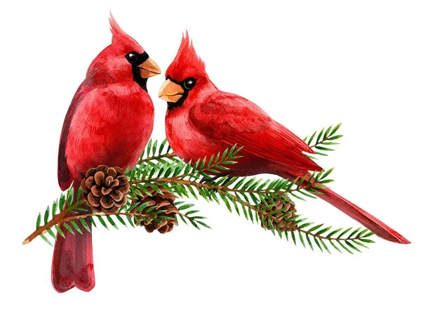 Cortes de aquarela. Natal e inverno cardeais pássaro vermelho. — Fotografia de Stock