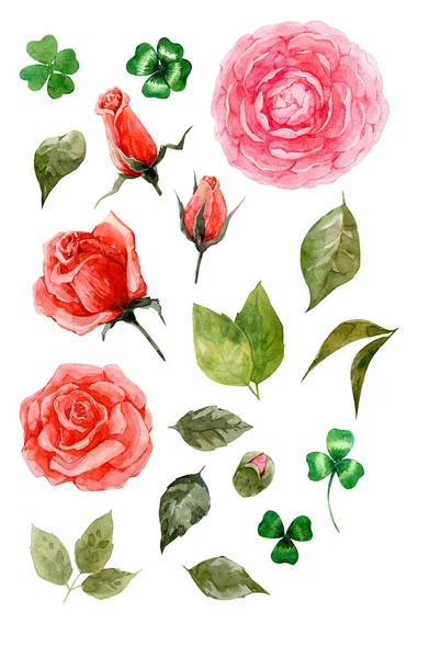 Cortes de elementos de aquarela - camélia, rosa. Flores e folhas. Feito à mão. — Fotografia de Stock