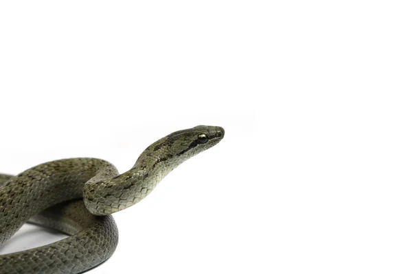 Маленькая змея — стоковое фото