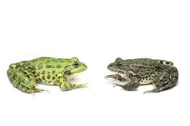 İki kurbağa bakıyoruz