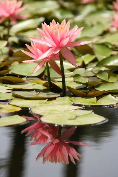 Water Lily in a pond — Stock Photo, Image