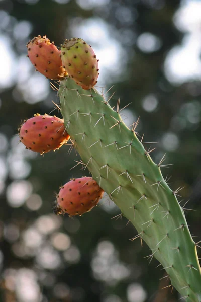 Cactus fruit