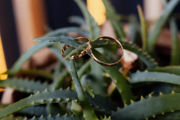 Ringen Van Bruiden Een Lilt Plant — Stockfoto