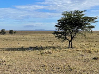 Mavi gökyüzüne karşı bir ağacın altında dinlenen leoparlar