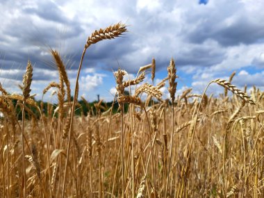 Fırtınalı bir gökyüzünün arka planında bulutlu, olgun sarı buğday kulakları. buğday kulaklarına odaklan