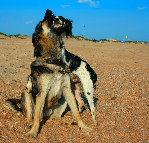 Köpekler play