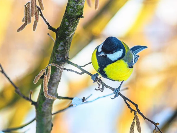 Bright Frosty Winter Day Small Bird Tit Sitting Branch — Fotografia de Stock