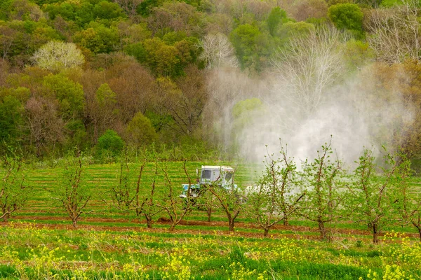 Spraying Fruit Trees Pesticides Protect Pests — Stock Photo, Image
