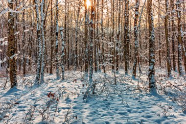 Dağ yamacında nadir bir orman ve karla kaplı ağaçlar.