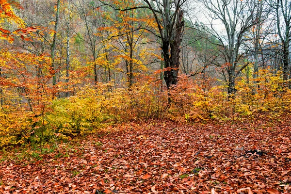 autumn landscape trees with fallen leaves, undergrowth with colorful leaves and leaves on the ground