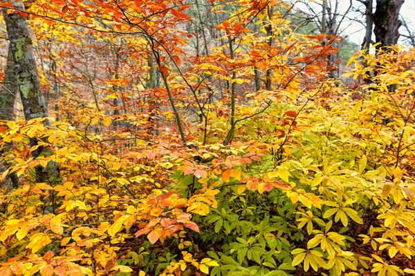 Sotobosque Haya Joven Traje Otoño Hojas Coloridas Las Ramas Las — Foto de Stock