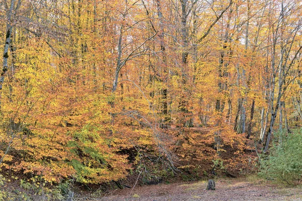 Φθινοπωρινό Τοπίο Του Δάσους Οξιάς Φύλλα Πορτοκαλιού Πολλές Αποχρώσεις — Φωτογραφία Αρχείου