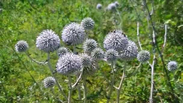 夏の風が植物を揺らし虫が花に這う — ストック動画