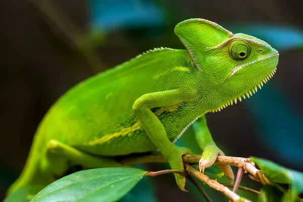 Zelený chameleon — Stock fotografie