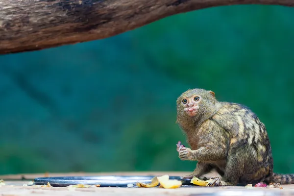 Affe streckt die Zunge aus — Stockfoto