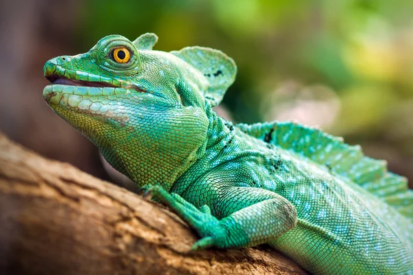 Basilisco plumado (Basiliscus plumifrons ) — Fotografia de Stock