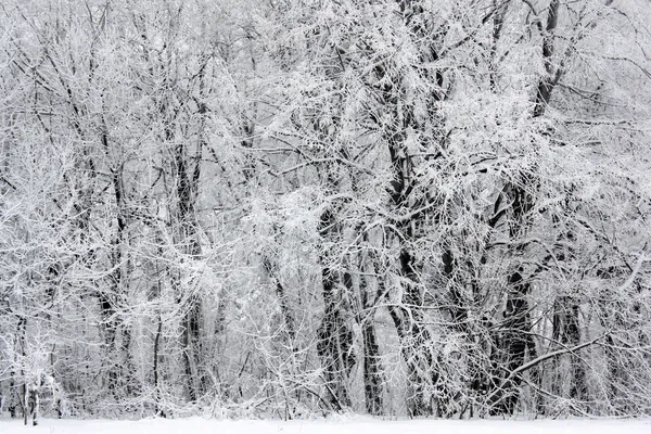 Schneebedeckter Winterwald — Stockfoto