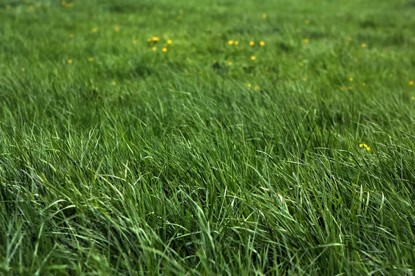 Fresh green grass and yellow flowers of a meadow — Stock Photo, Image