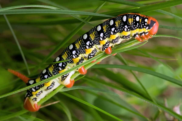 Close-up de lagarta colorida contra fundo verde — Fotografia de Stock