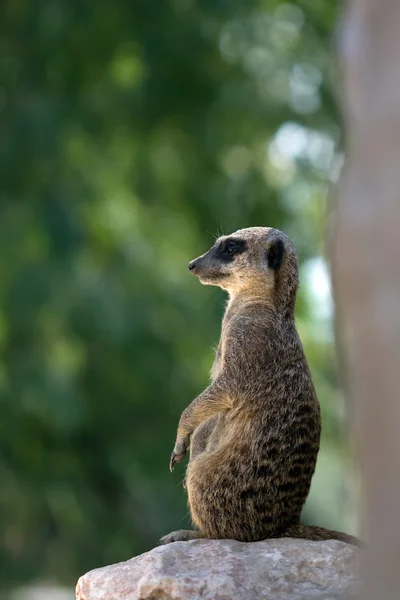 Sentinela Meerkat (suricata) — Fotografia de Stock