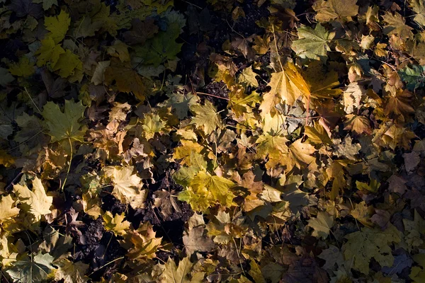 Renkli düşen yapraklar — Stok fotoğraf