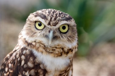 Burrowing Owl portrait clipart