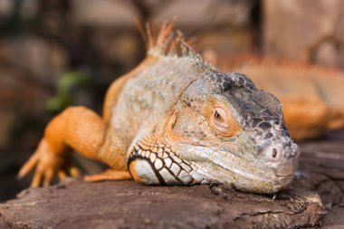 parlak turuncu yeşil iguana
