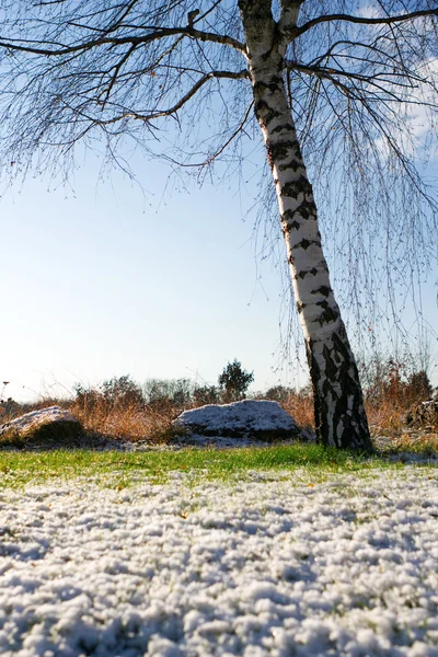 Birch tree in light snow — Stock Photo, Image