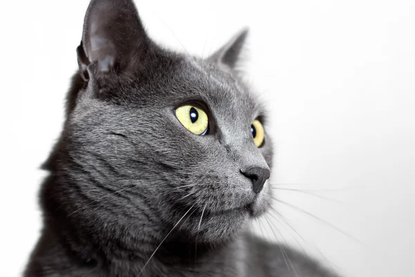 Gros plan portrait de chat gris isolé sur blanc — Photo