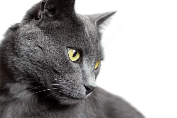 Retrato de close-up de gato cinzento isolado em branco — Fotografia de Stock