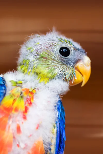 Kleurrijke jonge vogel — Stockfoto