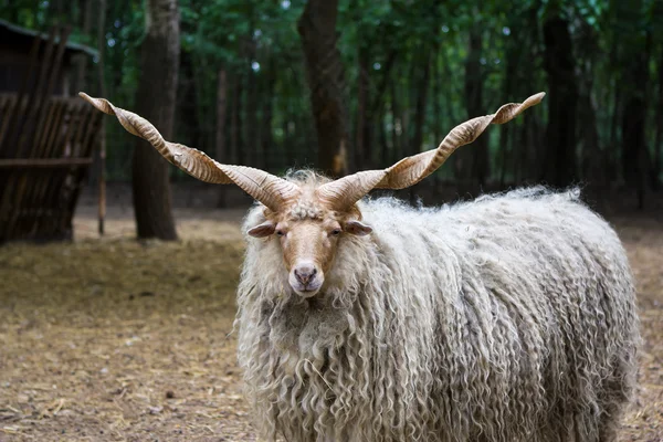 Ovejas húngaras "racka" — Foto de Stock