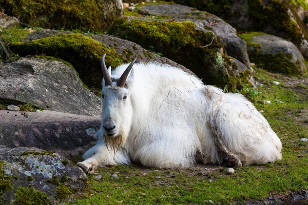 Mountain goat — Stock Photo, Image