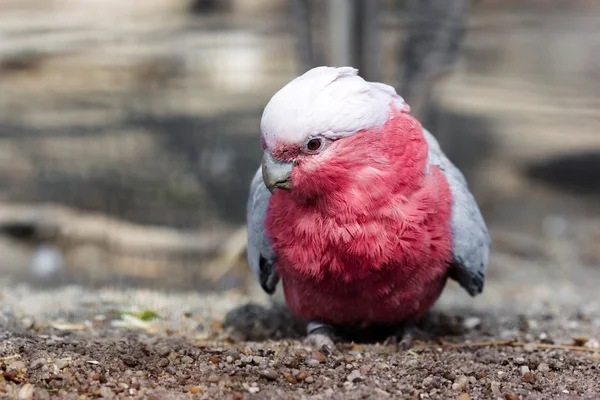 Galah Cockatoo, um pássaro australiano nativo — Fotografia de Stock