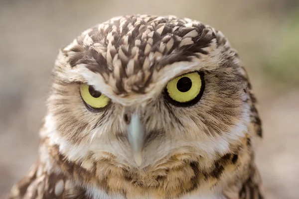 Burrowing Owl portrait — Stock Photo, Image