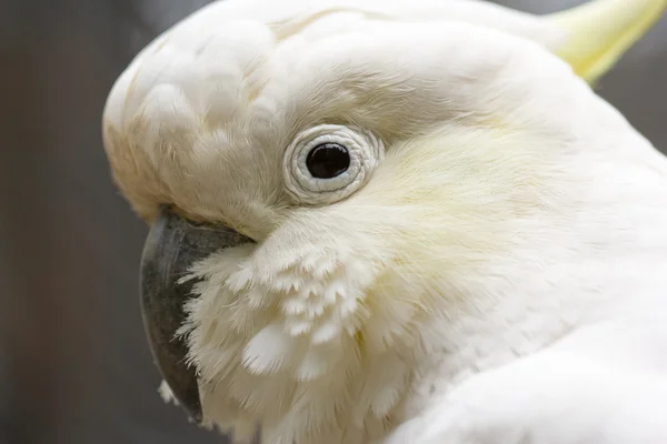 Fechar-se de pássaro branco da cacatua — Fotografia de Stock