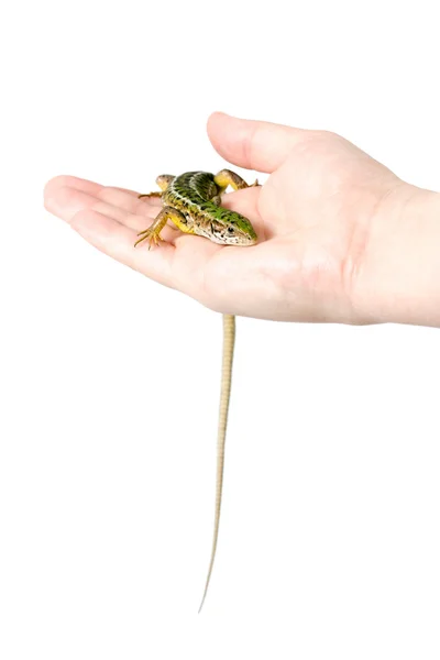 Lizard in a female hand, isolated — Stock Photo, Image