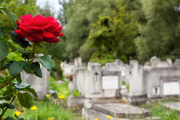 Růže na hřbitově — Stock fotografie