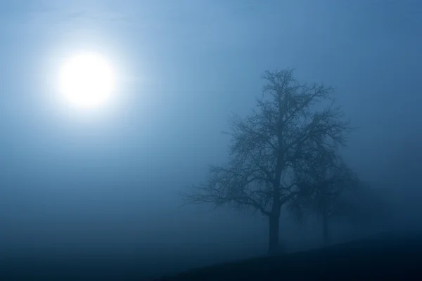 Niebla mañana de invierno — Foto de Stock