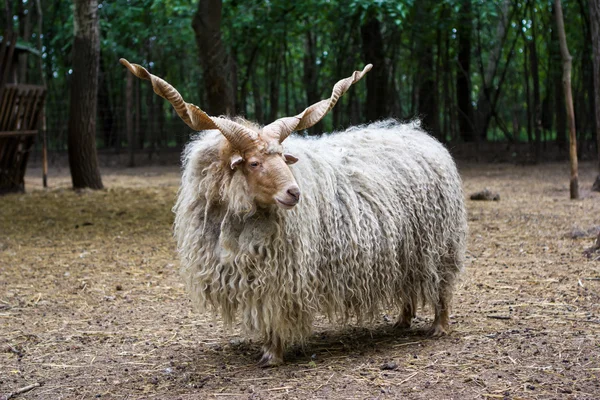 Hongaarse 'racka' schapen Rechtenvrije Stockfoto's