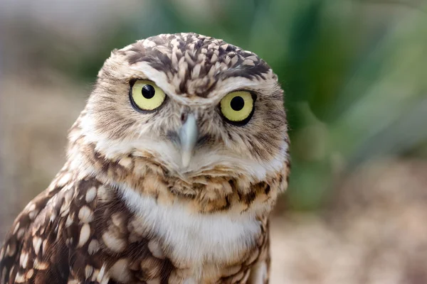 Burrowing Owl Ritratto Immagini Stock Royalty Free