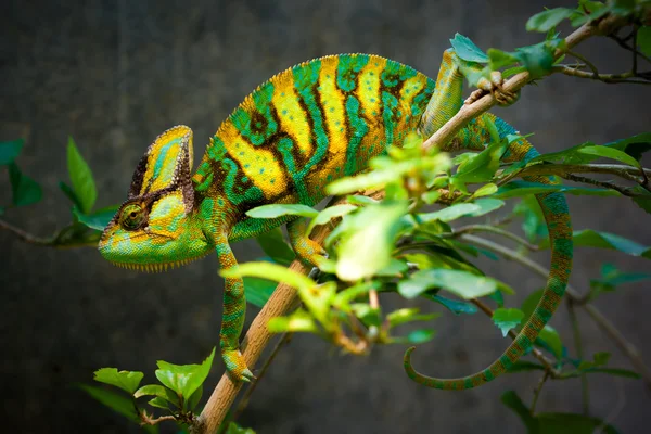 Veiled chameleon — Stock Photo, Image