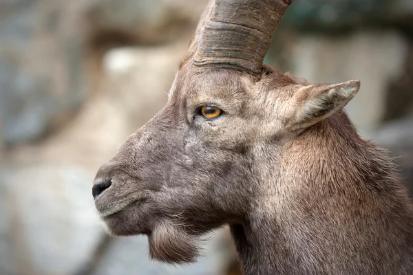 Alpine ibex (Steinbock) — Stock Photo, Image