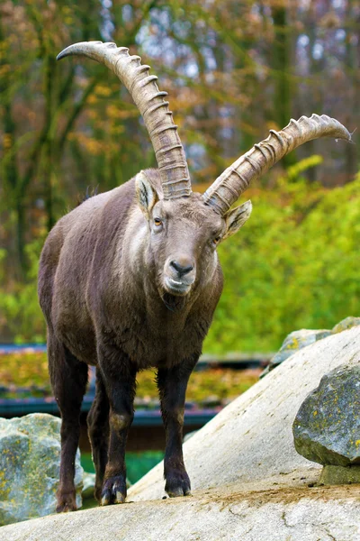 Kozorožce (Capra ibex) — Stock fotografie