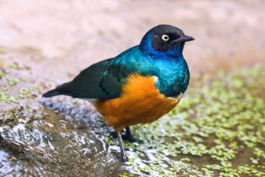 Süper sığırcık (lamprotornis superbus)