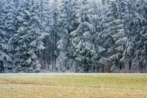 Frozen forest — Stock Photo, Image