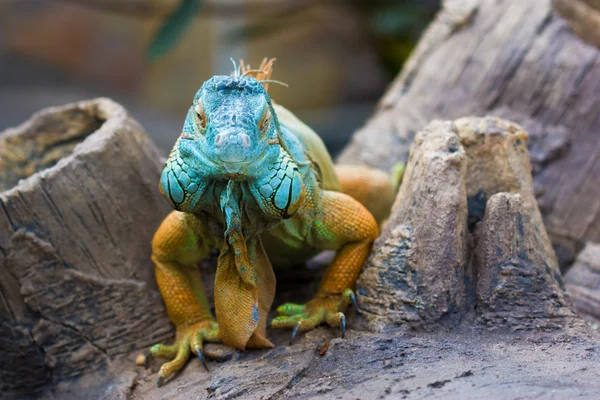 Iguana verde (Iguana iguana ) —  Fotos de Stock