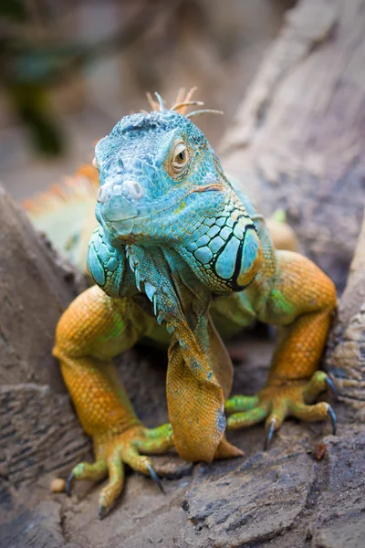 பச்சை இகுவானா (Iguana UKana) ) — ஸ்டாக் புகைப்படம்