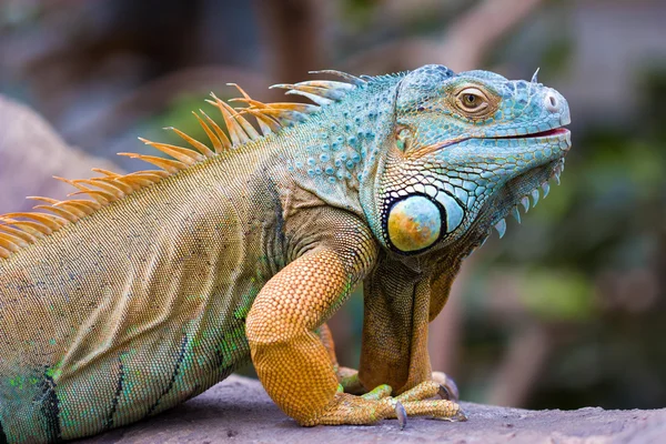 பச்சை இகுவானா (Iguana UKana) ) — ஸ்டாக் புகைப்படம்