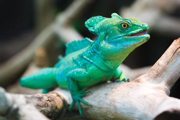 Bazyliszek śliwy (Basiliscus plumifrons)) — Zdjęcie stockowe